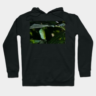 Monarch Chrysalis 6 Hoodie